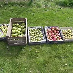 Bed & Breakfast Appels En Peren