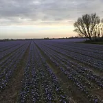 Bed & Breakfast Appels En Peren 4*