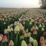Appels En Peren Breezand (North Holland)