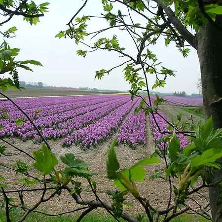 Bed & Breakfast Appels En Peren Breezand