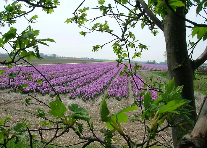 Panzió Appels En Peren Breezand