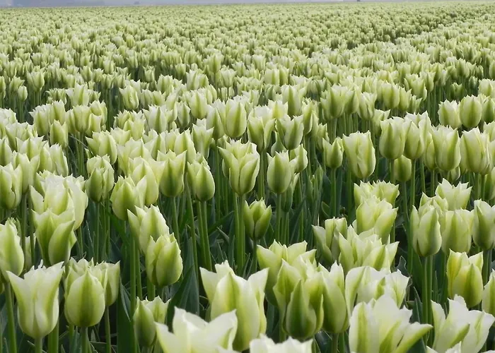 Panzió Appels En Peren