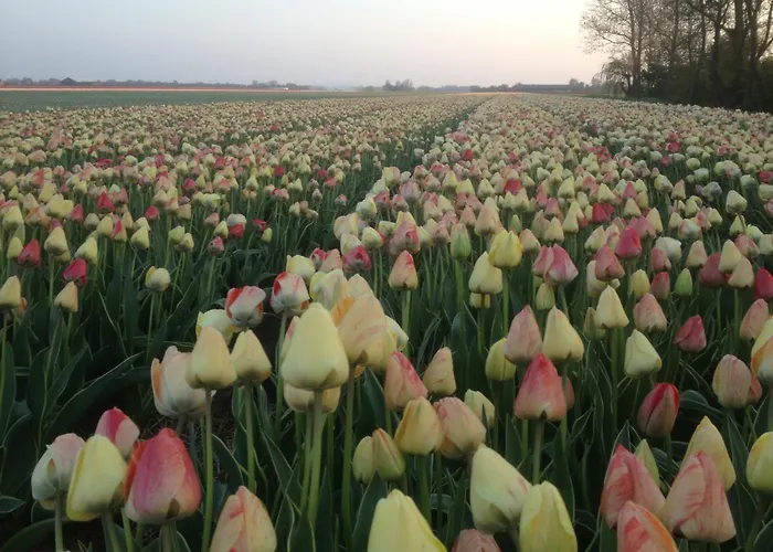 Appels En Peren Breezand