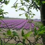 Frühstückspension Appels En Peren Breezand (North Holland)