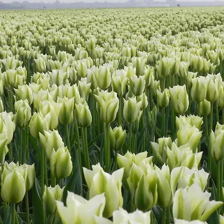 Panzió Appels En Peren